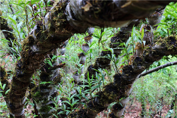 照片3_副本.jpg 照片3_副本.jpg