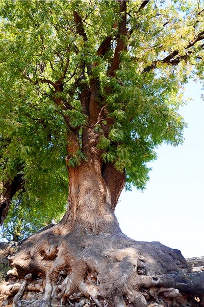 中登村古樹群.jpg 中登村古樹群.jpg