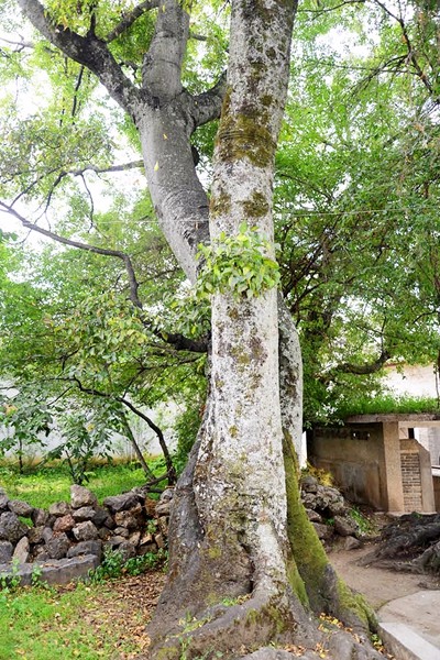 桑嶺村委會古樹群.jpg 桑嶺村委會古樹群.jpg