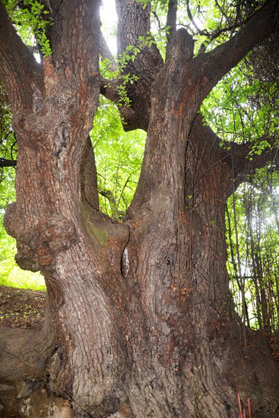 興水村古樹_副本.jpg 興水村古樹_副本.jpg