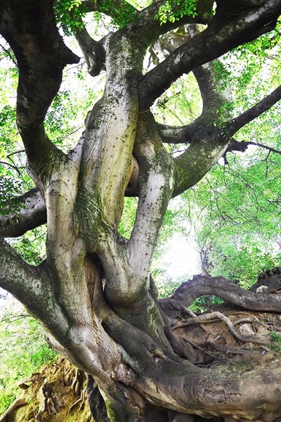 金和村古樹.jpg 金和村古樹.jpg