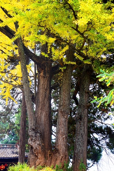 新華村古樹.jpg 新華村古樹.jpg