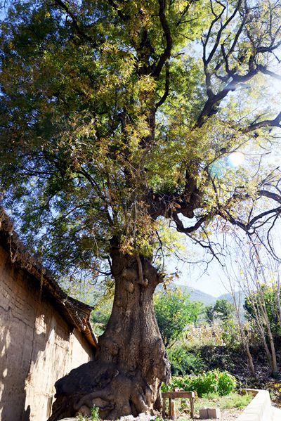 印合村古樹_副本.jpg 印合村古樹_副本.jpg