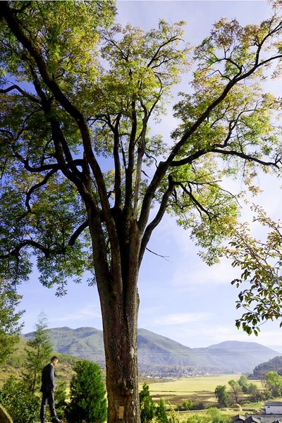 六聯村古樹.jpg 六聯村古樹.jpg