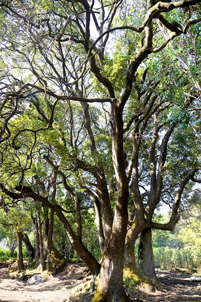 文華村古樹.jpg 文華村古樹.jpg