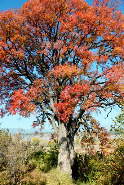 發達村古樹_副本.jpg 發達村古樹_副本.jpg