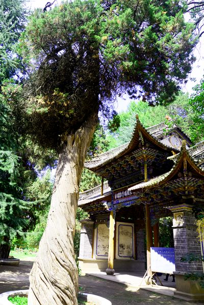 景風公園古樹群_副本.jpg 景風公園古樹群_副本.jpg