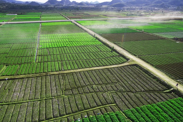 硯山縣現(xiàn)代農(nóng)業(yè)示范區(qū)稼依蔬菜基地 王國(guó)禮 攝.jpg