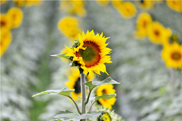 更無柳絮因風起,惟有葵花向日傾,向日葵的美,絢麗奪目。1.jpg 更無柳絮因風起,惟有葵花向日傾,向日葵的美,絢麗奪目。1.jpg