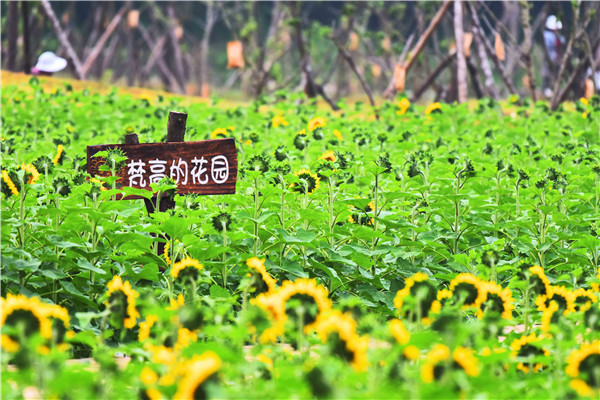 向日葵堪稱梵高的化身1.jpg 向日葵堪稱梵高的化身1.jpg