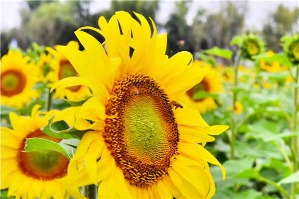 小蜜蜂眷戀著向日葵,想要把最鮮最美的花蜜都采回去。.jpg 小蜜蜂眷戀著向日葵,想要把最鮮最美的花蜜都采回去。.jpg