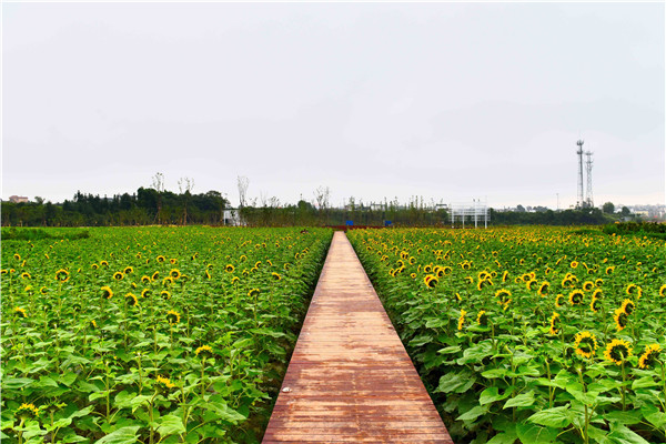 走進向日葵的懷抱,即使沮喪,也會面朝陽光。.jpg 走進向日葵的懷抱,即使沮喪,也會面朝陽光。.jpg