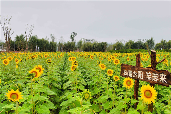 向日葵笑意盈盈地看著太陽,拼命地展現(xiàn)自己剛帶上的金黃色衣裳。1.jpg 向日葵笑意盈盈地看著太陽,拼命地展現(xiàn)自己剛帶上的金黃色衣裳。1.jpg