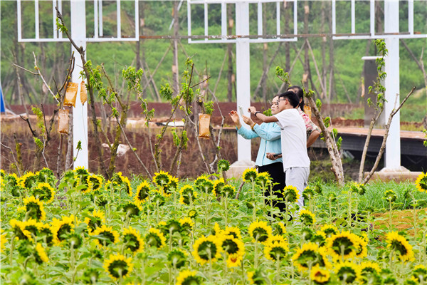 花田里,與向日葵來一場美麗的邂逅。.jpg 花田里,與向日葵來一場美麗的邂逅。.jpg