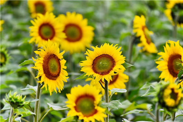 向陽而開的花,開起來就像陽光般燦爛,顏色里已經(jīng)充滿陽光的味道。.jpg 向陽而開的花,開起來就像陽光般燦爛,顏色里已經(jīng)充滿陽光的味道。.jpg