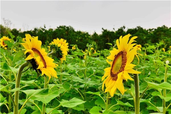 那簇簇的葵花,葉如蒲扇,花若金盤,高矮相間,茁壯挺拔1.jpg 那簇簇的葵花,葉如蒲扇,花若金盤,高矮相間,茁壯挺拔1.jpg