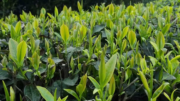 13_副本.jpg 13_副本.jpg