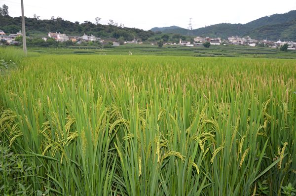 6_副本.jpg 6_副本.jpg