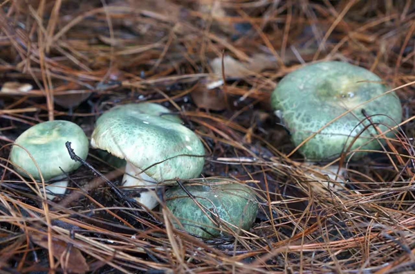 4_副本.jpg 4_副本.jpg