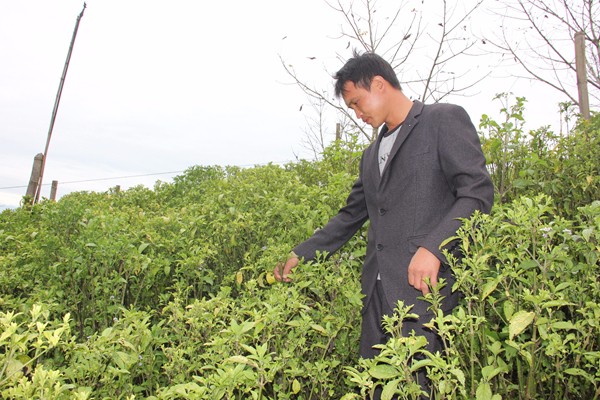 做好種植產業示范_副本.jpg 做好種植產業示范_副本.jpg