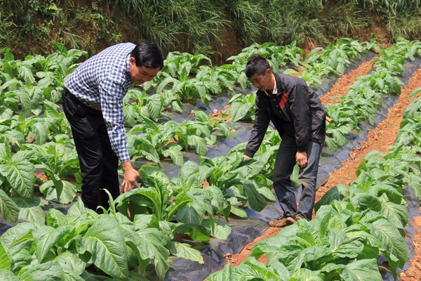 圖為:羅家寬(左一)與烤煙科技員查看烤煙生長情況 (2).jpg 圖為:羅家寬(左一)與烤煙科技員查看烤煙生長情況 (2).jpg