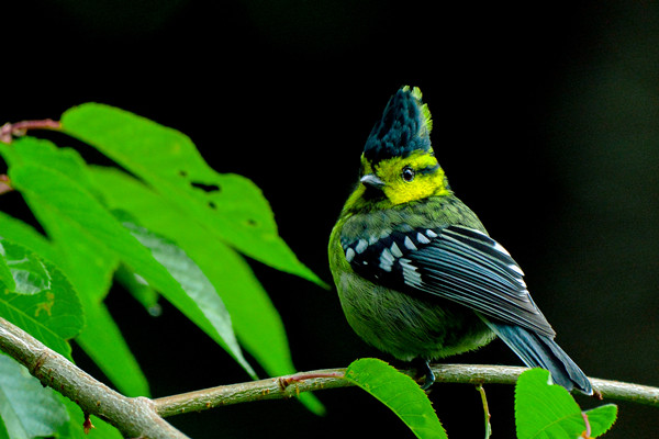 王者歸來_副本.jpg 王者歸來_副本.jpg