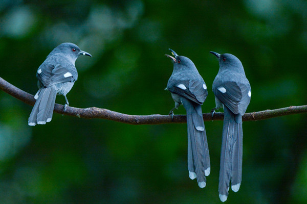 引吭高歌_副本.jpg 引吭高歌_副本.jpg
