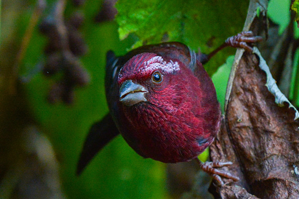 呼之欲出_副本.jpg 呼之欲出_副本.jpg