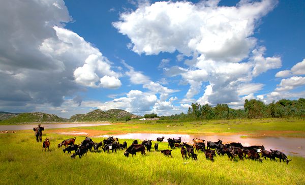 草色有無鞭不響,誰家羊角掛春風_副本.jpg 草色有無鞭不響,誰家羊角掛春風_副本.jpg