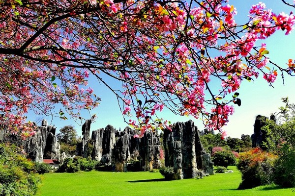 3、海棠花開,春滿石林_副本.jpg 3、海棠花開,春滿石林_副本.jpg