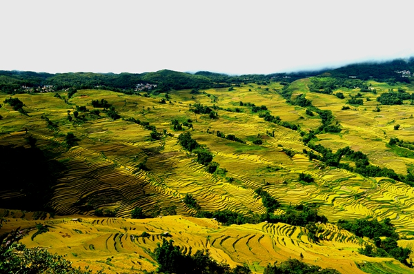 圖12:金秋稻浪_副本.jpg 圖12:金秋稻浪_副本.jpg