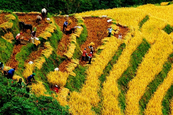 圖13:春華秋實_副本.jpg 圖13:春華秋實_副本.jpg