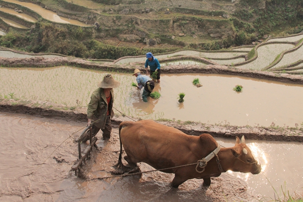 谷雨_副本.jpg 谷雨_副本.jpg