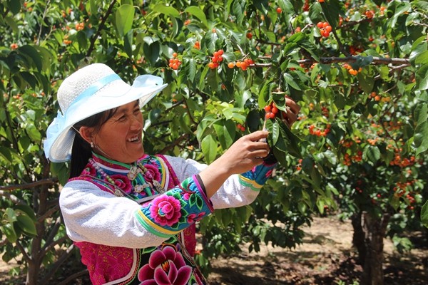 櫻桃粒粒樹紅酣,摘于掌心笑更甜_副本.jpg 櫻桃粒粒樹紅酣,摘于掌心笑更甜_副本.jpg