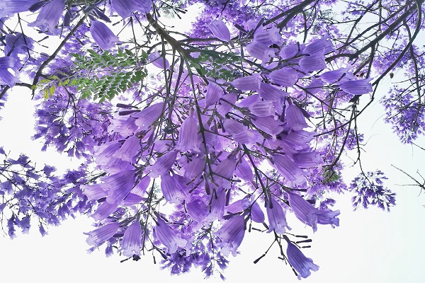 藍(lán)花楹6_副本.jpg 藍(lán)花楹6_副本.jpg