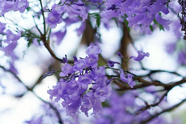 藍(lán)花楹8_副本.jpg 藍(lán)花楹8_副本.jpg