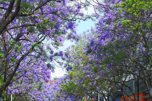 藍(lán)花楹1_副本.jpg 藍(lán)花楹1_副本.jpg