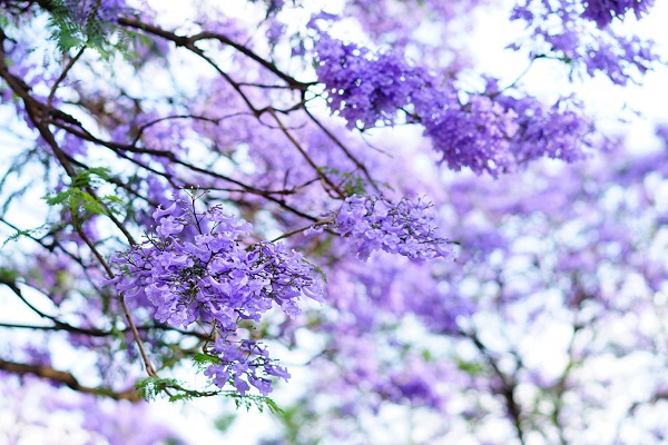 藍(lán)花楹4_副本.jpg 藍(lán)花楹4_副本.jpg