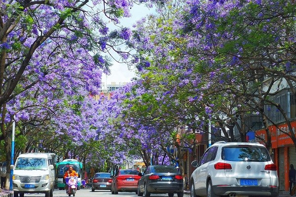 藍(lán)花楹2_副本.jpg 藍(lán)花楹2_副本.jpg