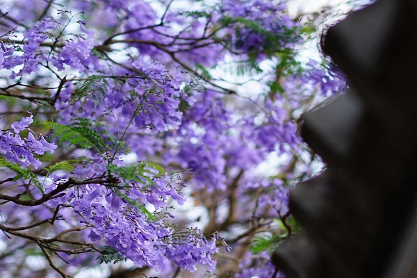 藍(lán)花楹5_副本.jpg 藍(lán)花楹5_副本.jpg