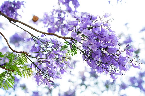 藍(lán)花楹3_副本.jpg 藍(lán)花楹3_副本.jpg