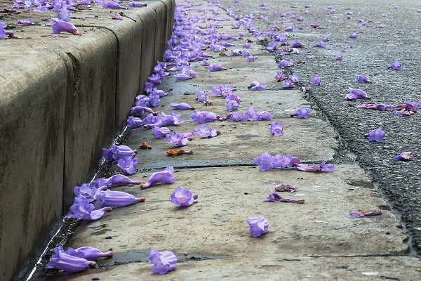 藍(lán)花楹10_副本.jpg 藍(lán)花楹10_副本.jpg