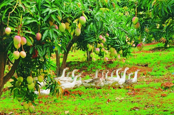 芒果掛滿枝頭_副本.jpg 芒果掛滿枝頭_副本.jpg