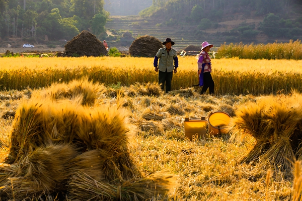 2.割麥_副本.jpg 2.割麥_副本.jpg