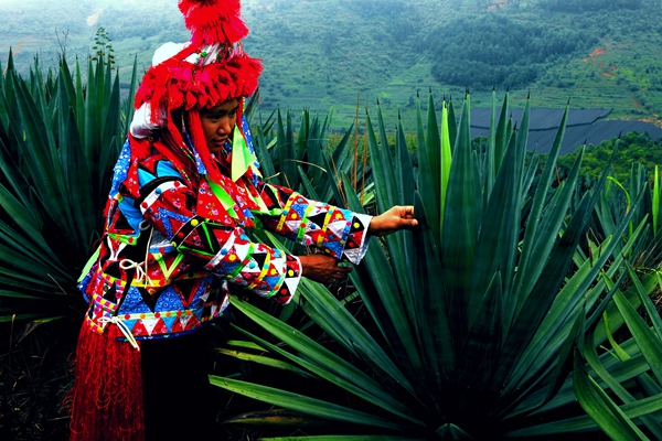 青麻滿碧翠_副本.jpg 青麻滿碧翠_副本.jpg