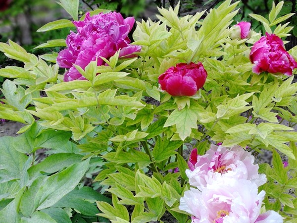 IMG_20180503_064818_副本.jpg IMG_20180503_064818_副本.jpg