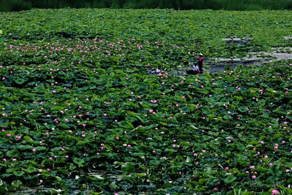 1.相遇花海中。乘一葉扁舟,蕩漾在花海中尋找靈感,是游客和文藝愛(ài)好者們的天堂。_副本.jpg 1.相遇花海中。乘一葉扁舟,蕩漾在花海中尋找靈感,是游客和文藝愛(ài)好者們的天堂。_副本.jpg