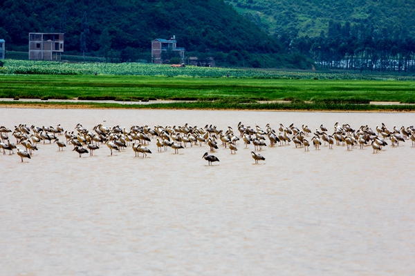 7.人來(lái)鳥(niǎo)不驚。這個(gè)夏日的時(shí)光,小河邊午休的水鳥(niǎo)群,輕輕地用翅膀托起村莊恬靜的夢(mèng)。_副本.jpg 7.人來(lái)鳥(niǎo)不驚。這個(gè)夏日的時(shí)光,小河邊午休的水鳥(niǎo)群,輕輕地用翅膀托起村莊恬靜的夢(mèng)。_副本.jpg