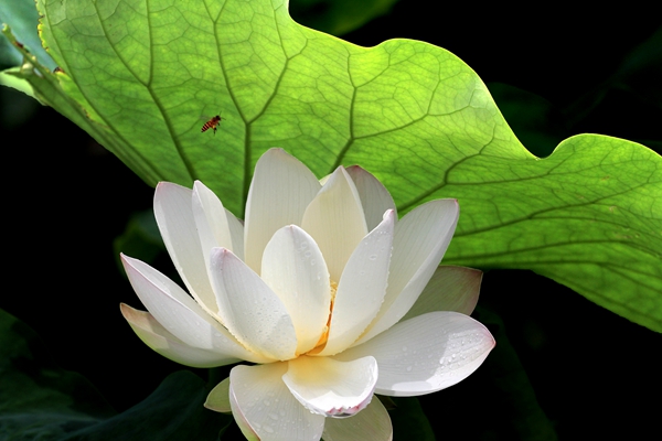 4.爭(zhēng)相斗艷。綻放的荷花就象爭(zhēng)相下凡的仙女一樣,向人們展示著婀娜多姿的身影。_副本.jpg 4.爭(zhēng)相斗艷。綻放的荷花就象爭(zhēng)相下凡的仙女一樣,向人們展示著婀娜多姿的身影。_副本.jpg