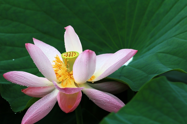 3.晨露中的清水芙蓉。清晨,露珠未干,剛開(kāi)放的荷花猶如出水芙蓉嬌艷欲滴。_副本.jpg 3.晨露中的清水芙蓉。清晨,露珠未干,剛開(kāi)放的荷花猶如出水芙蓉嬌艷欲滴。_副本.jpg